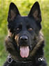 Personal Protection Dog - Jeck