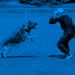 Elite Protection Dog Video - Xero